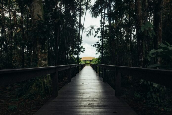 brown wooden footbridge