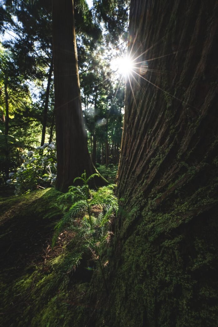 sunlight filtering through forest trees