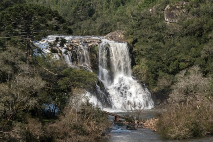 small waterfall among dense trees and plants