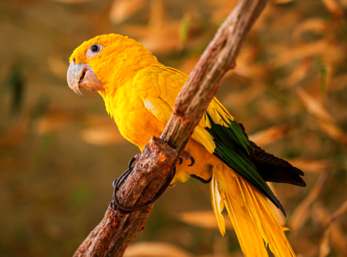 Zoológico de Brasília inaugura nova área