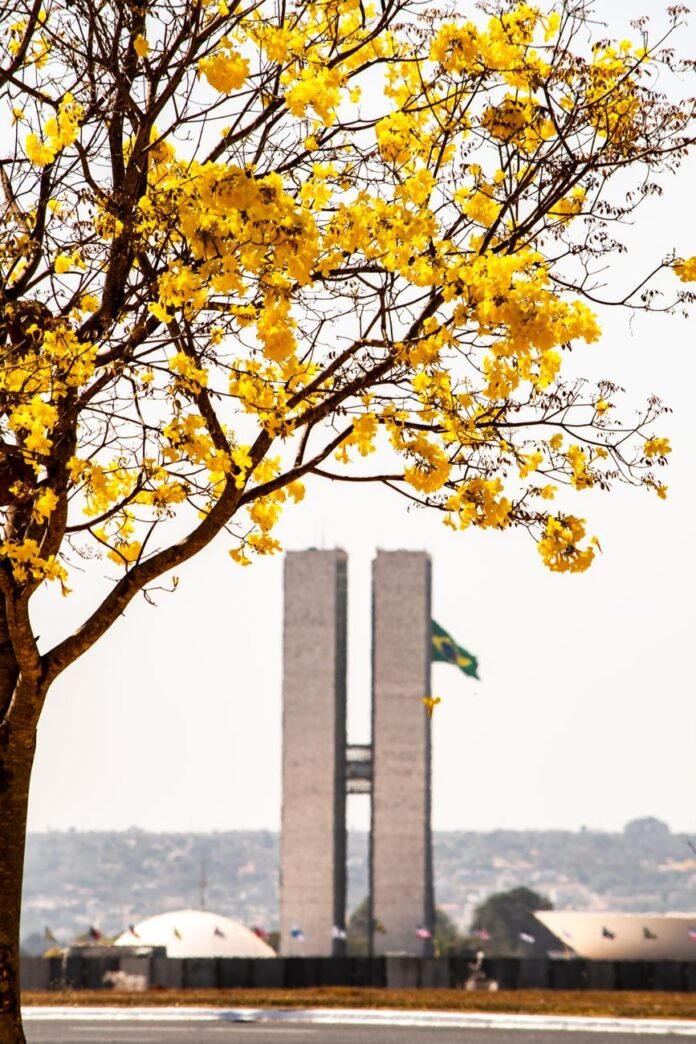 selective focus photo of a yellow tree near three powers plaza